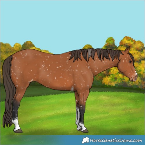 Horse Color:Bay Tobiano Snowflake Varnish 