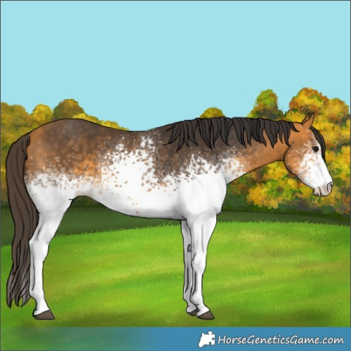 Horse Color:White Spotted Buckskin 