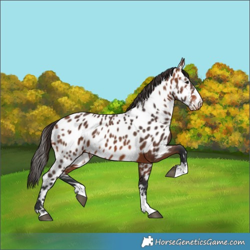 Horse Color:Bay Near Leopard 