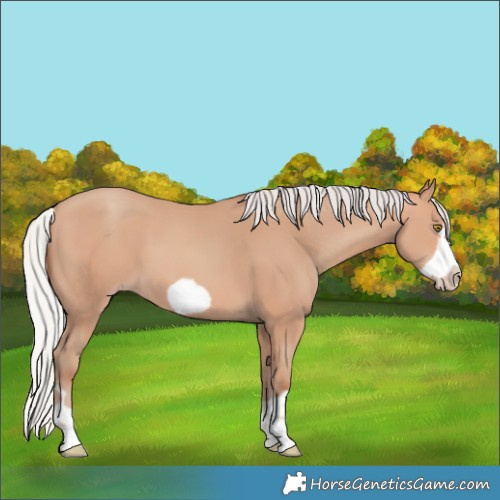 Horse Color:Silver Amber Champagne Frame 