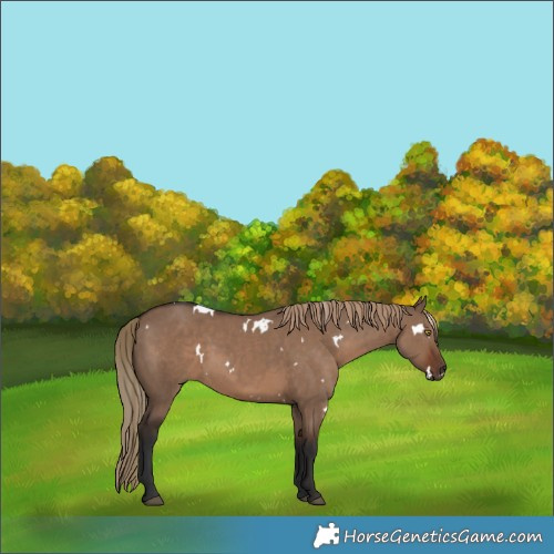 Horse Color:White Spotted Liver Red Dun 