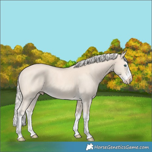 Horse Color:Cremello Splash and Cremello Splash