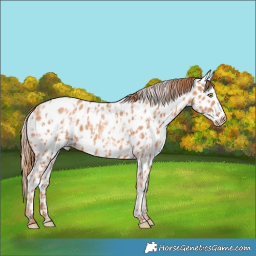 Horse Color:Gold Champagne Near Leopard and Gold Champagne Near Leopard