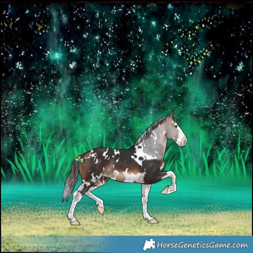Horse Color:White Spotted Brown Splash