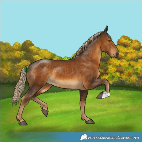 Horse Color:Chocolate Palomino 