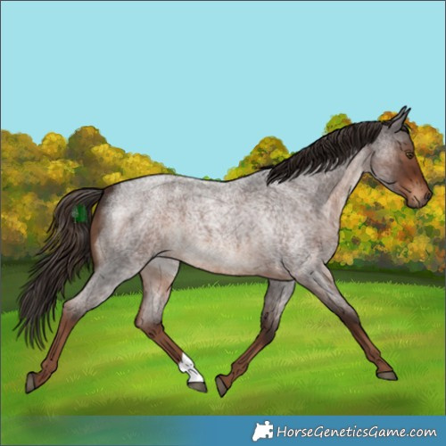 Horse Color:Liver Red Roan 