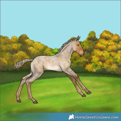 Horse Color:Chocolate Palomino Roan Dun