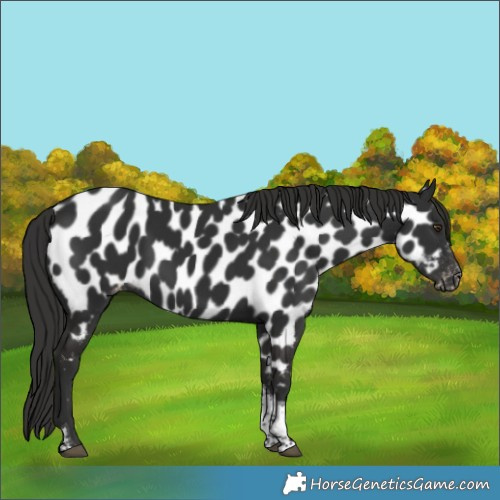 Horse Color:Liver Chestnut Tobiano Near Leopard 