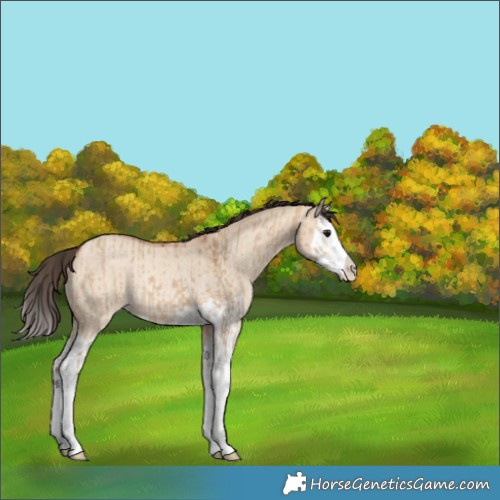 Horse Color:Bay Dun Splash and Amber Champagne Dun Splash Rabicano