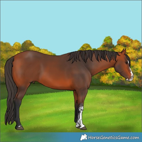 Horse Color:Bay Sabino Splash 