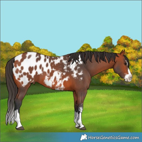 Horse Color:Bay Sabino Splash Blanket 