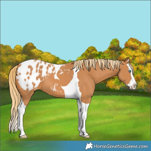 Horse Color:Chestnut Splash Tobiano Blanket