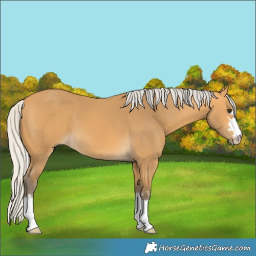 Horse Color:Silver Buckskin