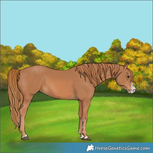 Horse Color:Chestnut Splash