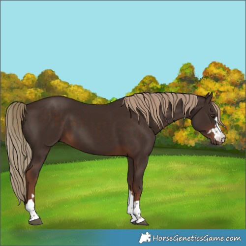 Horse Color:Liver Chestnut 