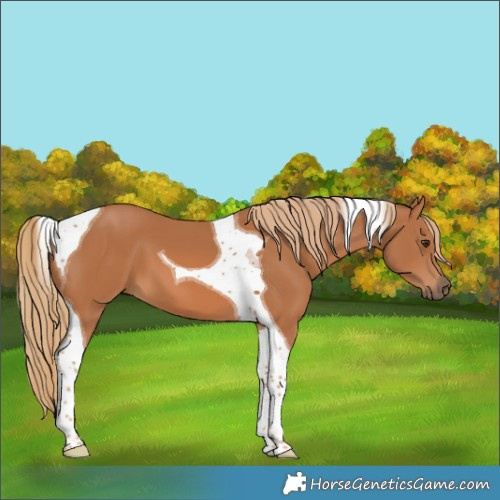 Horse Color:Chestnut Tobiano 