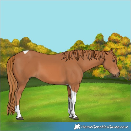 Horse Color:Chestnut Tobiano 