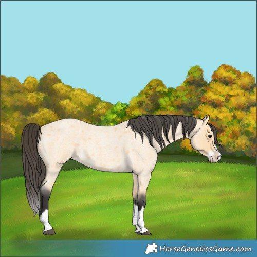 Horse Color:Buckskin Roan Splash