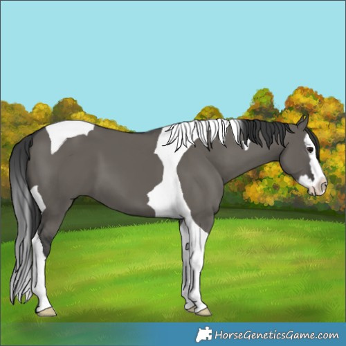 Horse Color:Grullo Splash Tobiano 