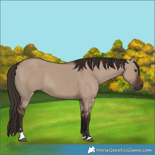 Horse Color:Unknown 