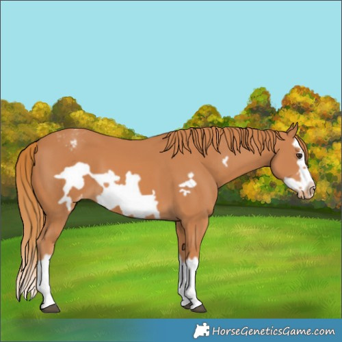 Horse Color:Chestnut Splash Frame Varnish 