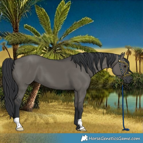 Horse Color:Grullo