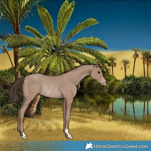 Horse Color:Classic Champagne Rabicano 