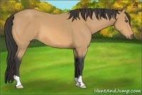 Horse Color:Buckskin 
