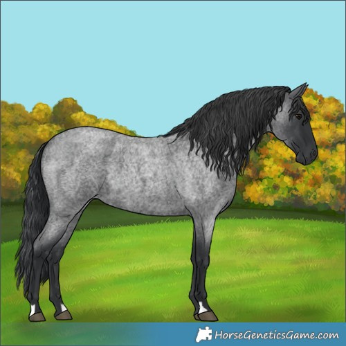 Horse Color:Blue Roan 