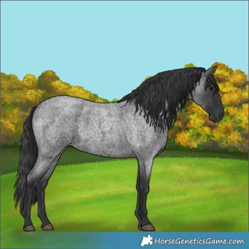 Horse Color:Blue Roan 