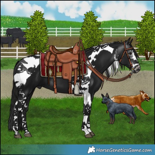 Horse Color:Gray White Spotted Black Tobiano