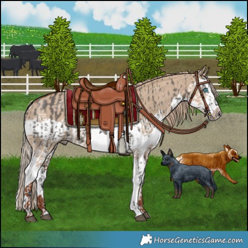 Horse Color:Grullo Splash  and Red Dun Splash Rabicano 