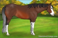 Horse Color:Bay Splash 