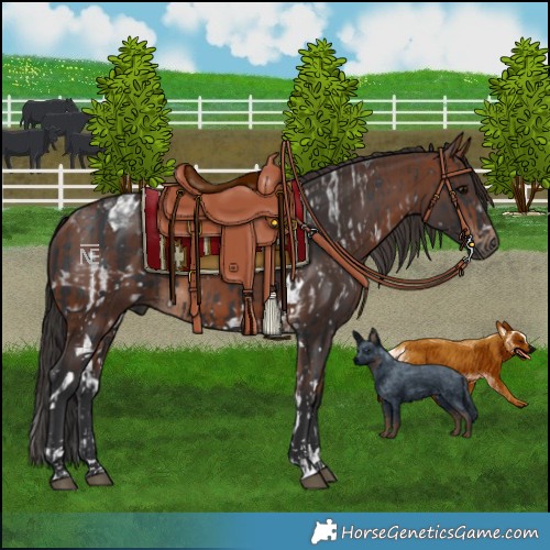 Horse Color:White Spotted Black and Brown Tobiano
