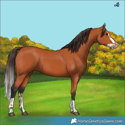 Horse Color:Bay and Bay Splash
