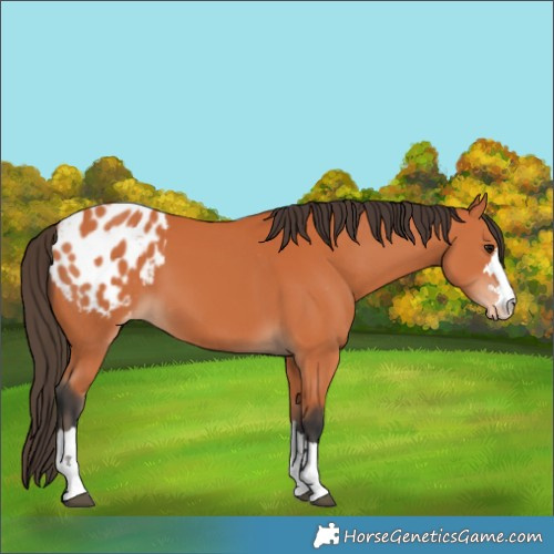 Horse Color:Bay Blanket