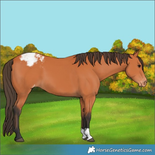 Horse Color:Bay Blanket