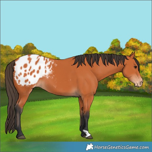 Horse Color:Bay Blanket 