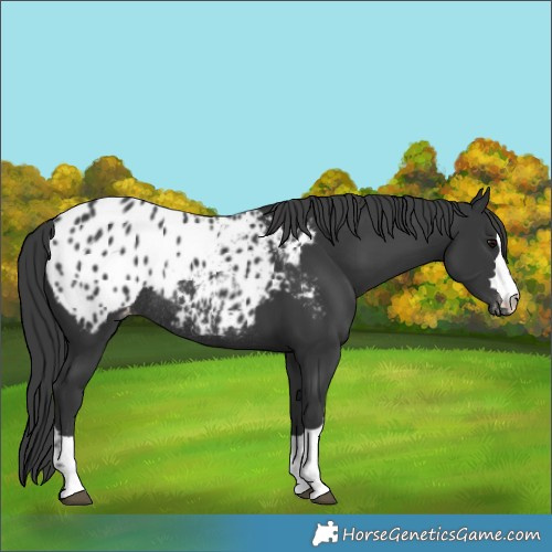 Horse Color:Black Blanket Rabicano 