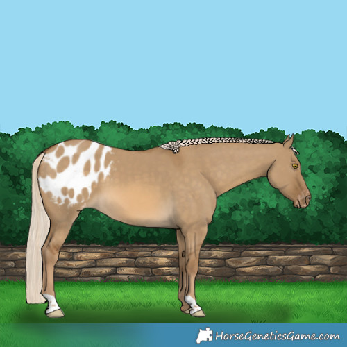 Horse Color:Chocolate Palomino Dun Blanket