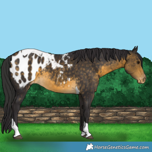 Horse Color:Buckskin Tobiano Blanket Rabicano