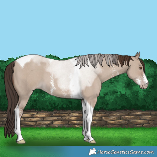 Horse Color:Classic Champagne Dun Sabino Tobiano 