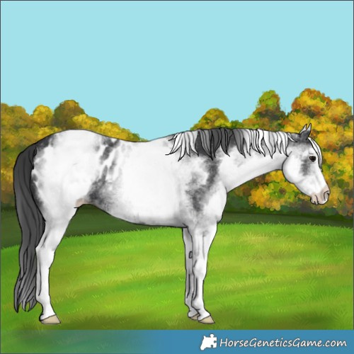 Horse Color:White Spotted Black Blanket