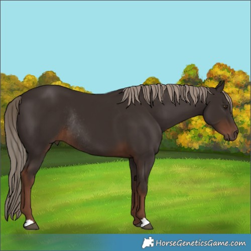 Horse Color:Liver Chestnut Rabicano 