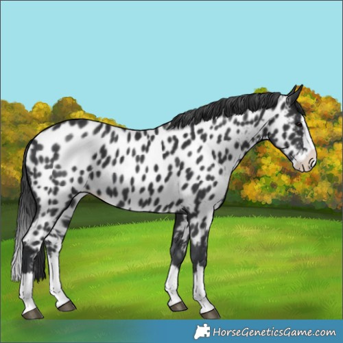 Horse Color:Black Splash Near Leopard 