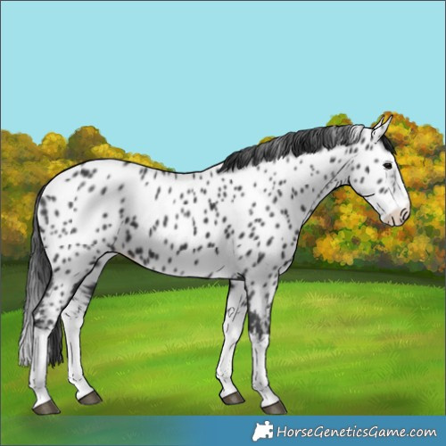 Horse Color:Black Splash Near Leopard 