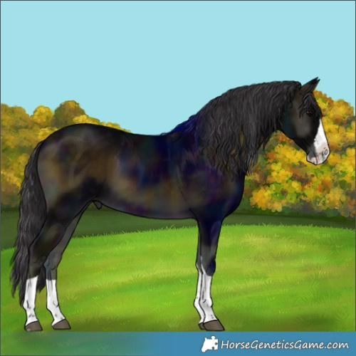 Horse Color:Midnight Buckskin Onyx Splash Tobiano Varnish 