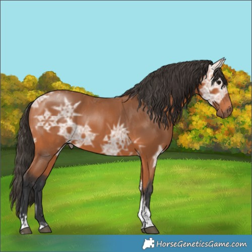 Horse Color:Bay Ice Tobiano