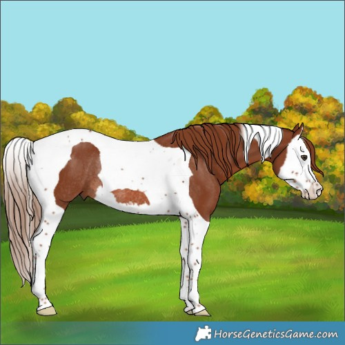 Horse Color:Chestnut Splash Tobiano Rabicano 