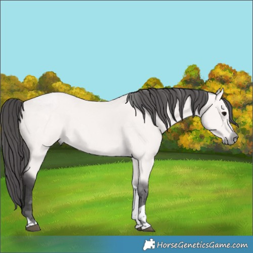 Horse Color:Platinum Buckskin Tobiano